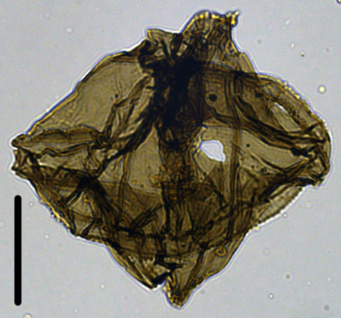 Phelodinium magnificum Pmag27X31011032901015 40x.jpg